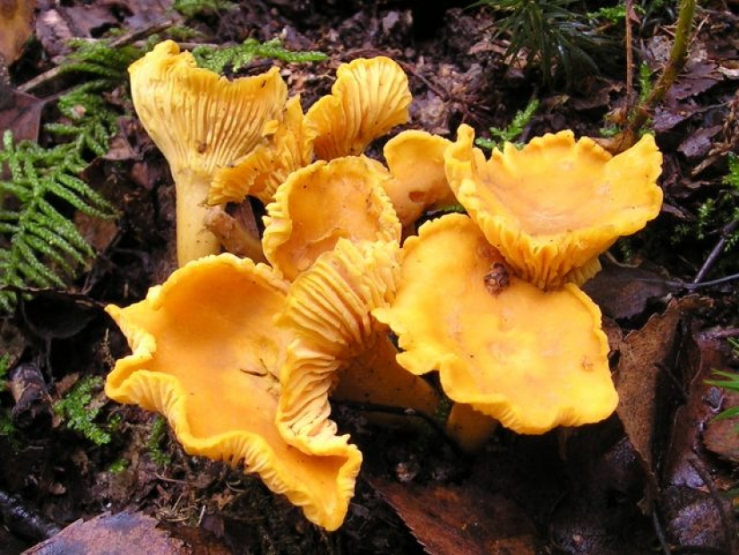10 most popular mushrooms in Russia