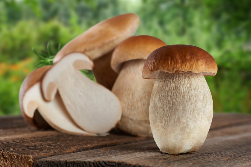 10 most popular mushrooms in Russia