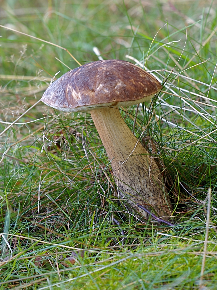 10 most popular mushrooms in Russia