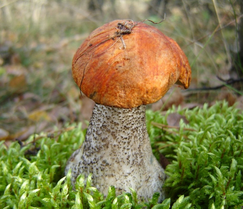10 most popular mushrooms in Russia