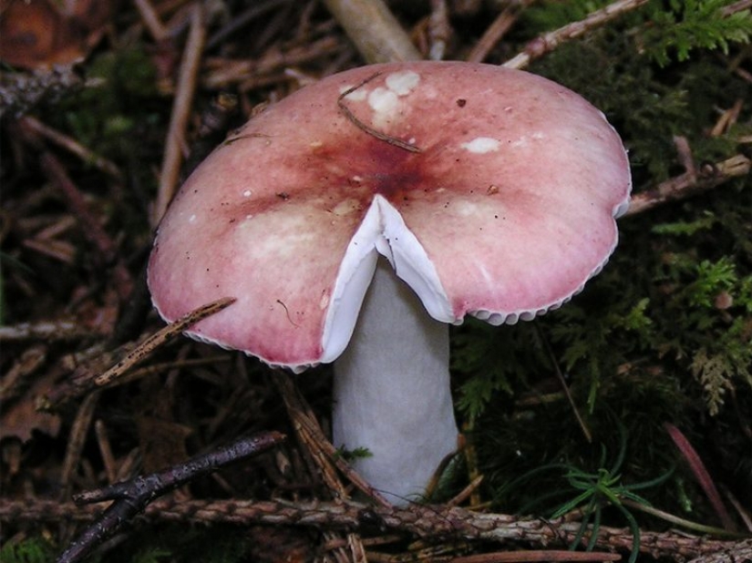 10 most popular mushrooms in Russia