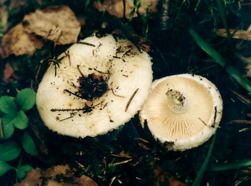 10 most popular mushrooms in Russia