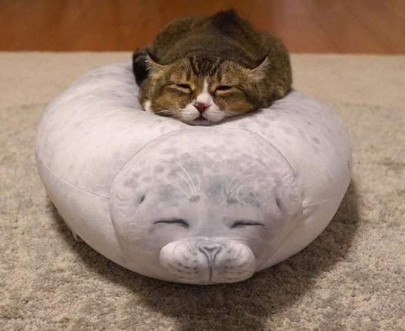 10 photos proving that living with cats is an adventure full of love and fun