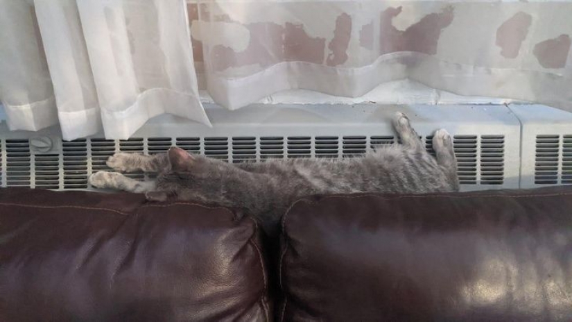 10 photos proving that living with cats is an adventure full of love and fun
