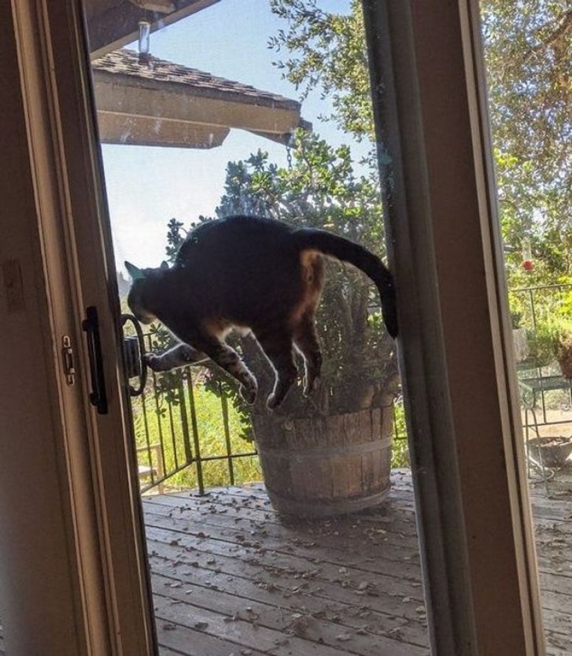 10 photos proving that living with cats is an adventure full of love and fun