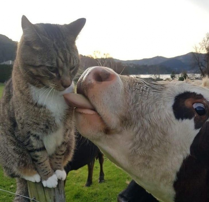 10 photos proving that living with cats is an adventure full of love and fun