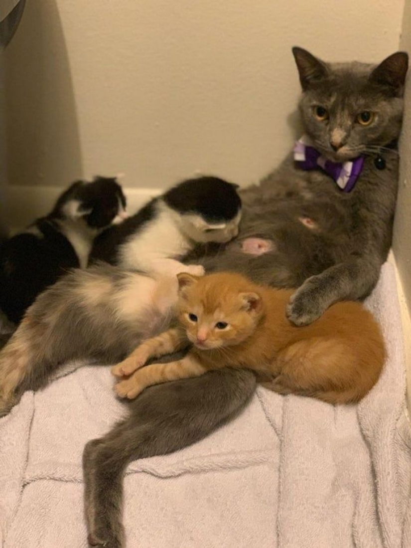 10 photos proving that living with cats is an adventure full of love and fun