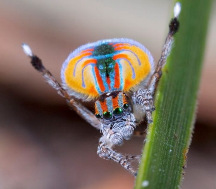 10 photos showing what is more amazing in nature than we can imagine