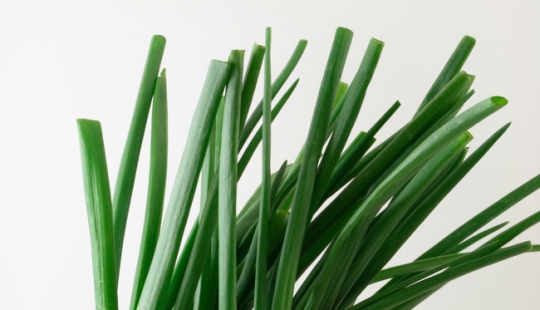 10 plants you can grow in a glass of water 10 plants you can grow in a glass of water