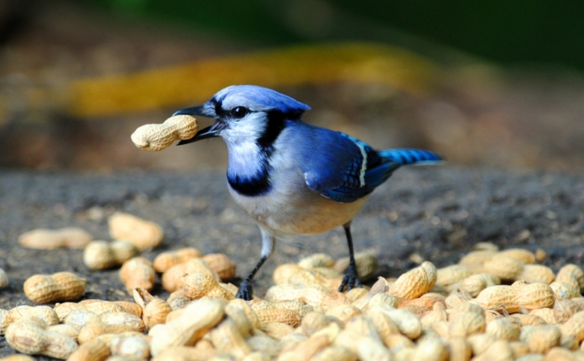 10 razones por las que deberías comer nueces
