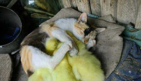 10 sleeping animals that fill us with positive vibes