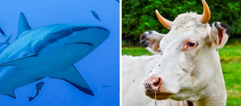 11 hechos sobre animales que ni siquiera los zoólogos conocen 11 hechos sobre animales que ni siquiera los zoólogos conocen