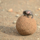 11 hechos sobre animales que ni siquiera los zoólogos conocen