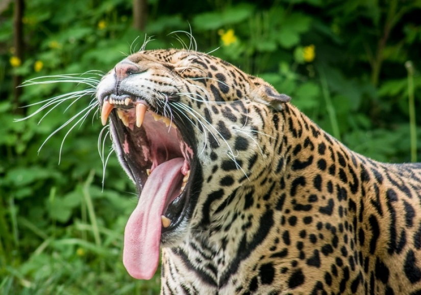 11 hechos sobre animales que ni siquiera los zoólogos conocen 11 hechos sobre animales que ni siquiera los zoólogos conocen
