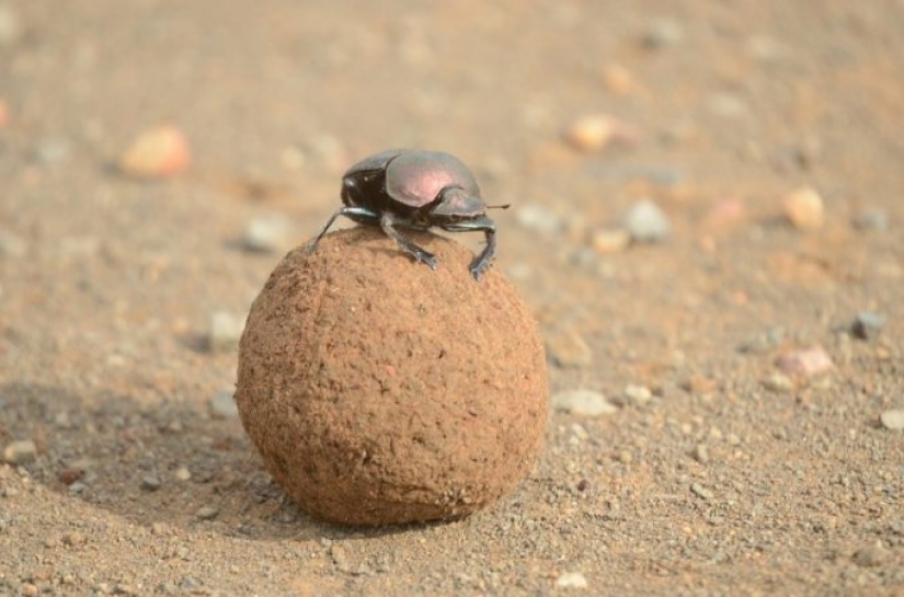 11 hechos sobre animales que ni siquiera los zoólogos conocen 11 hechos sobre animales que ni siquiera los zoólogos conocen