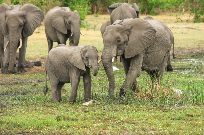 11 hechos sobre animales que ni siquiera los zoólogos conocen 11 hechos sobre animales que ni siquiera los zoólogos conocen