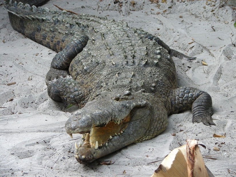 11 hechos sobre animales que ni siquiera los zoólogos conocen 11 hechos sobre animales que ni siquiera los zoólogos conocen