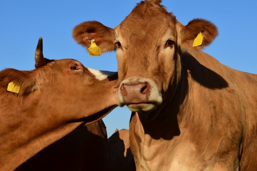 11 hechos sobre animales que ni siquiera los zoólogos conocen 11 hechos sobre animales que ni siquiera los zoólogos conocen
