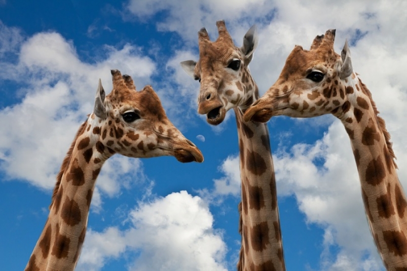 11 hechos sobre animales que ni siquiera los zoólogos conocen 11 hechos sobre animales que ni siquiera los zoólogos conocen