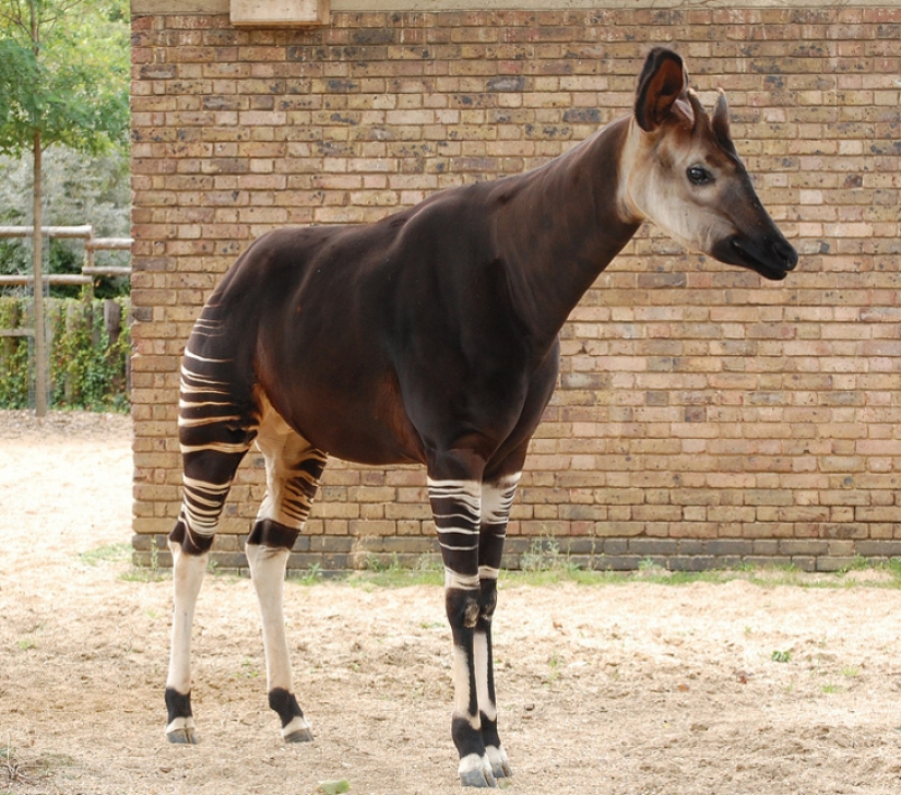 11 hechos sobre animales que ni siquiera los zoólogos conocen 11 hechos sobre animales que ni siquiera los zoólogos conocen