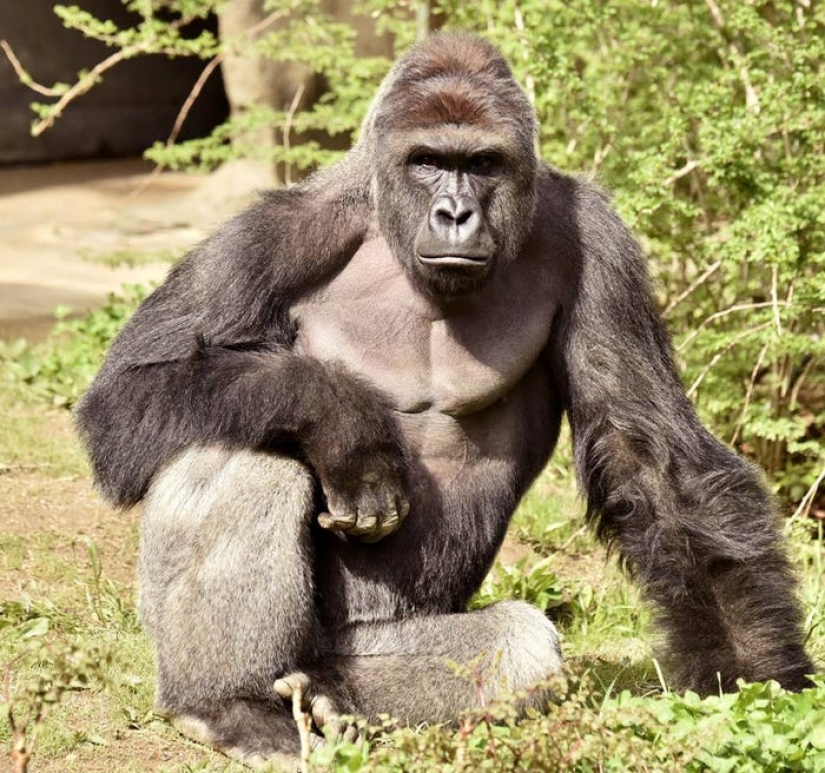 11 iconic images that shaped the past decade 11 iconic images that shaped the past decade