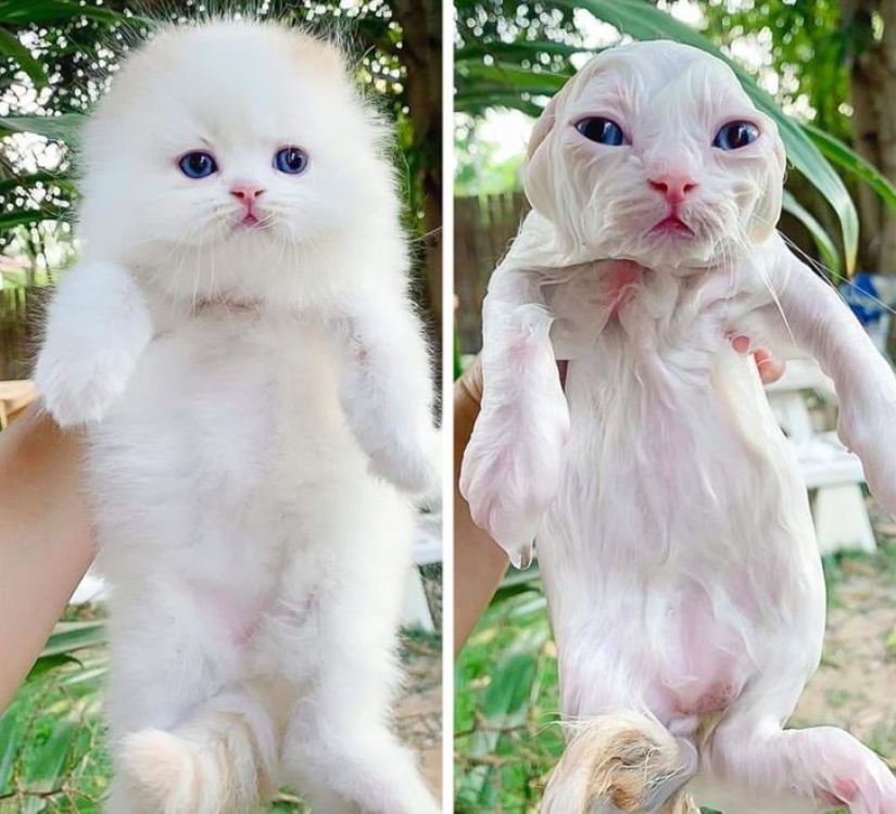 11 photos that prove that animals and water are incompatible