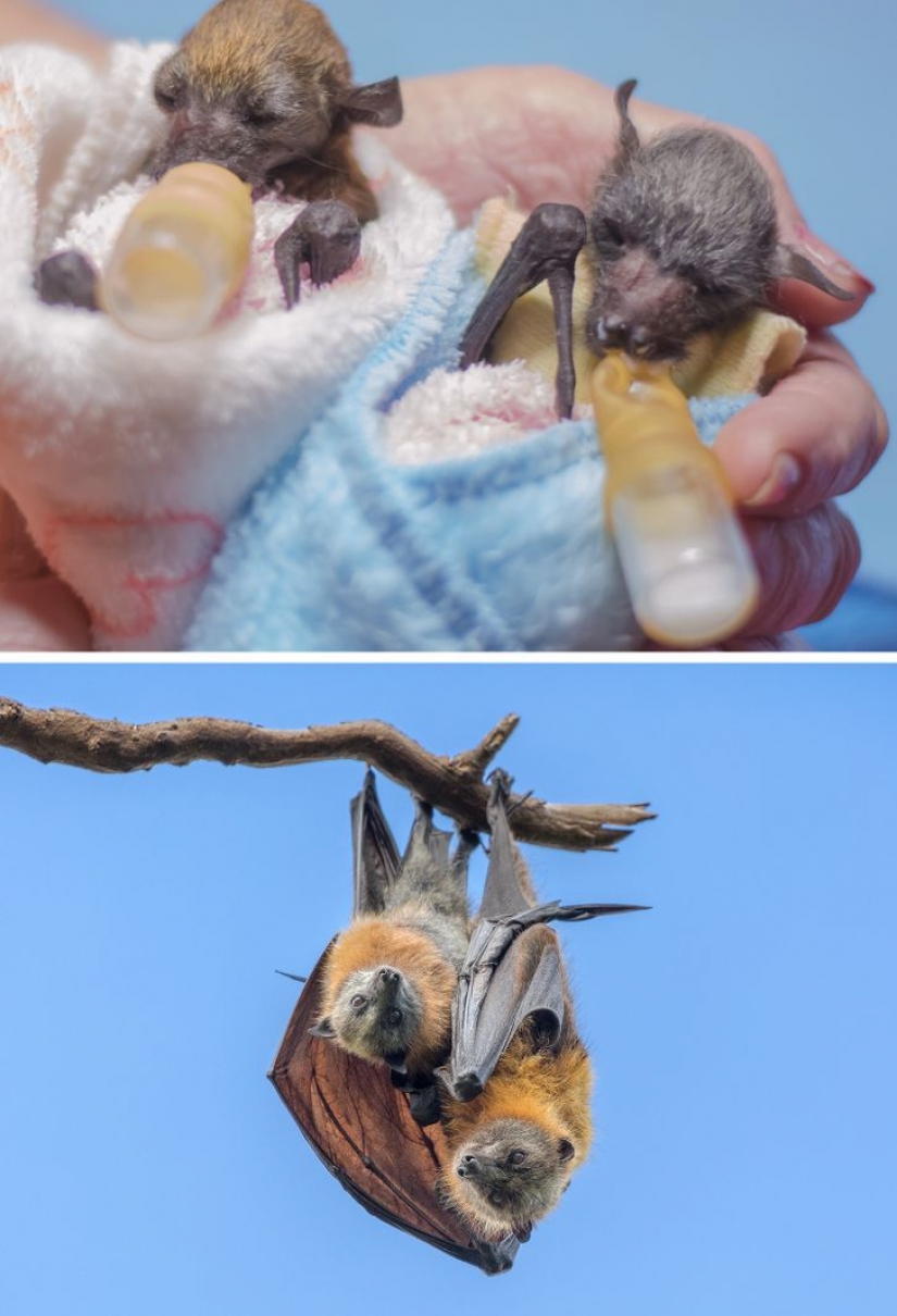 12 behaviors that humans and animals unknowingly share
