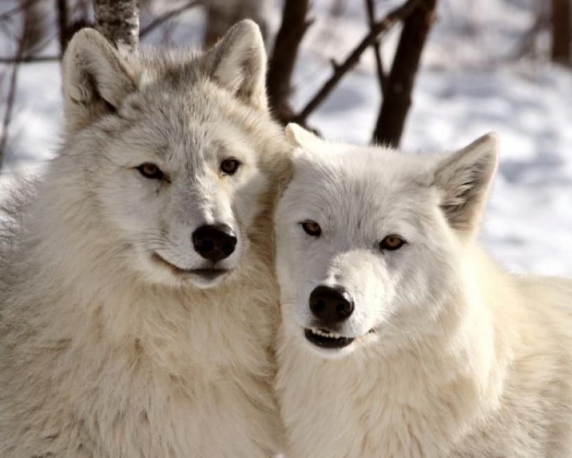12 comportamientos que los humanos y los animales comparten sin saberlo