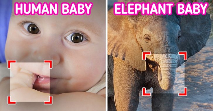 12 comportamientos que los humanos y los animales comparten sin saberlo
