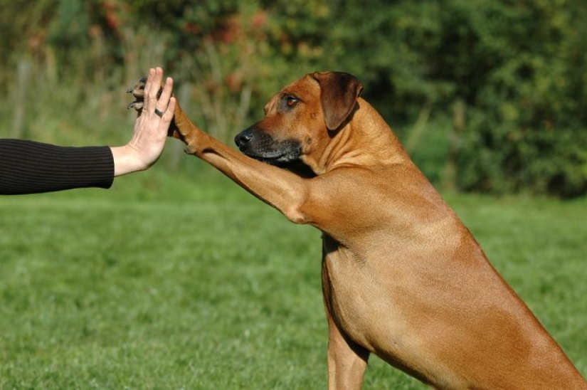 12 comportamientos que los humanos y los animales comparten sin saberlo