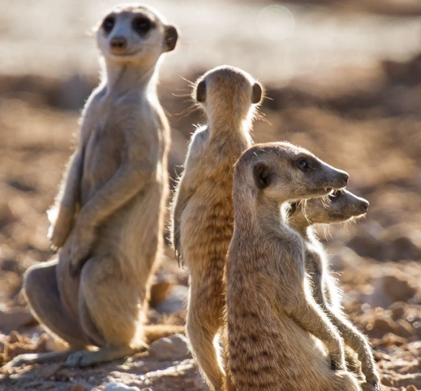 12 comportamientos que los humanos y los animales comparten sin saberlo