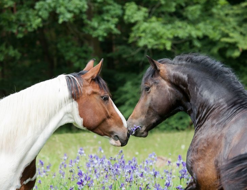 12 comportamientos que los humanos y los animales comparten sin saberlo
