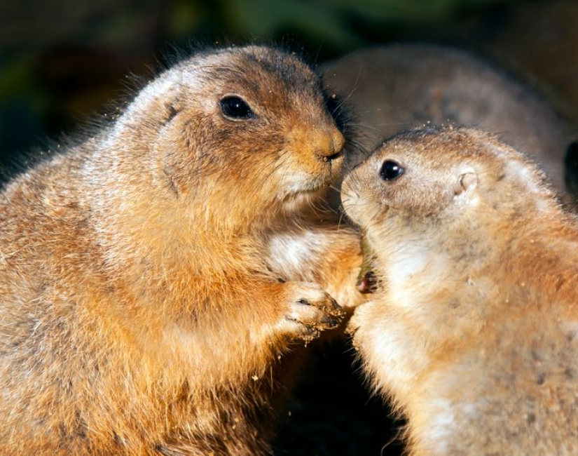 12 comportamientos que los humanos y los animales comparten sin saberlo