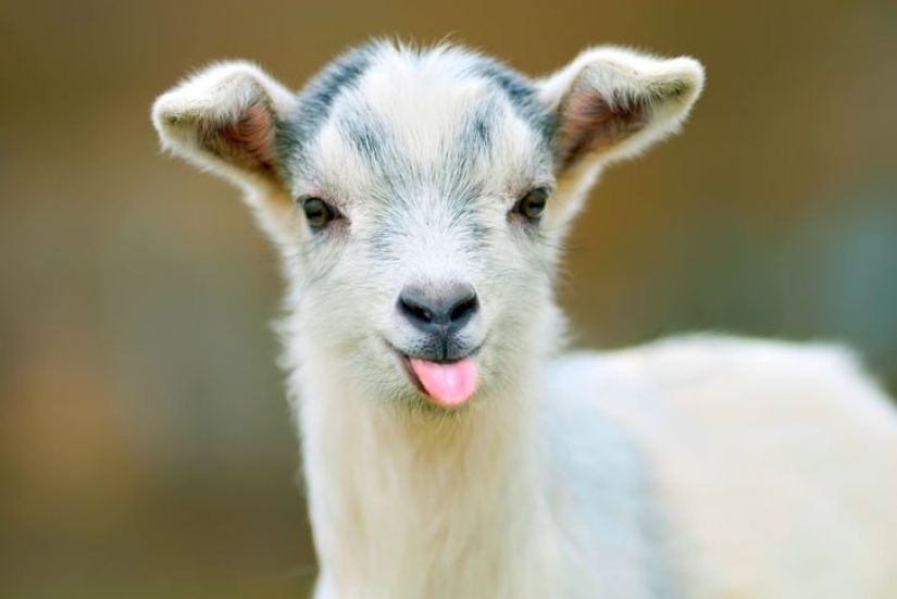 12 comportamientos que los humanos y los animales comparten sin saberlo
