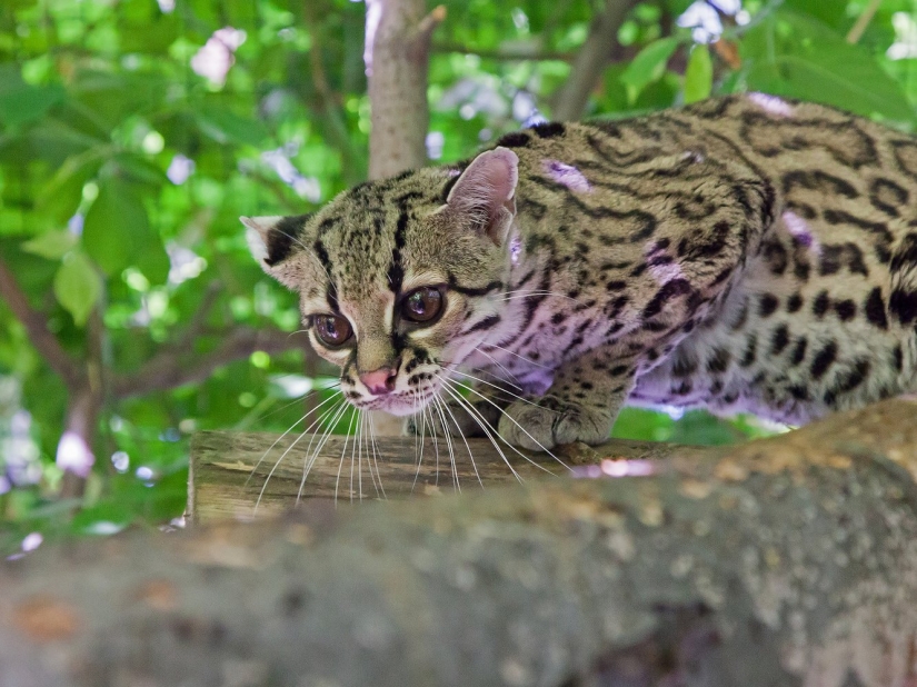 12 especies sorprendentemente raras de perros y gatos salvajes