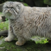 12 especies sorprendentemente raras de perros y gatos salvajes