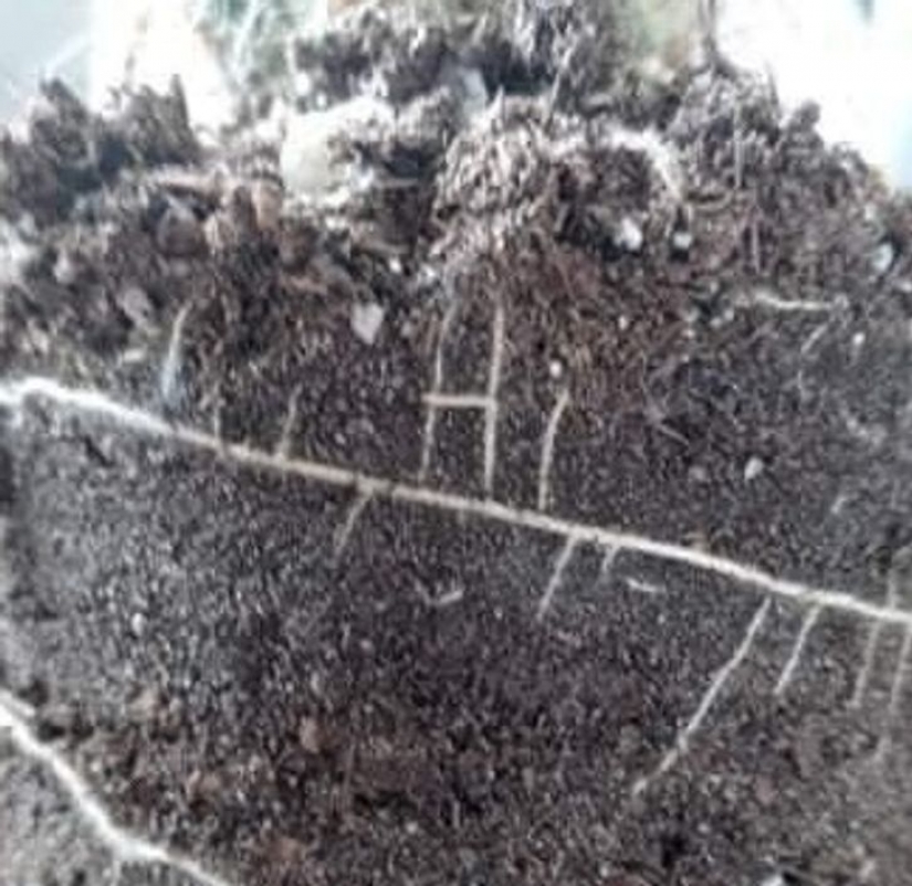 12 imágenes de la madre naturaleza que le hará preguntarse si son reales o no