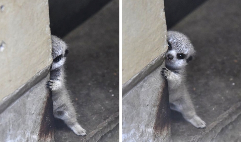 12 pets that are so shy that they make us want to hug them 12 pets that are so shy that they make us want to hug them