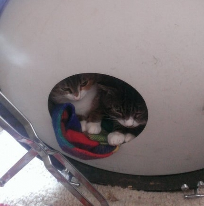 12 pets that are so shy that they make us want to hug them 12 pets that are so shy that they make us want to hug them