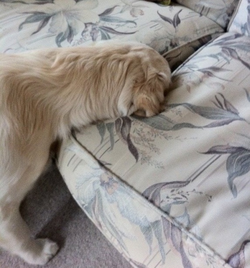 12 pets that are so shy that they make us want to hug them 12 pets that are so shy that they make us want to hug them
