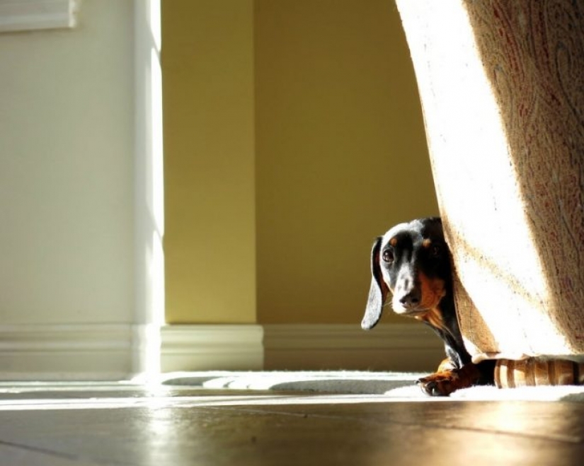12 pets that are so shy that they make us want to hug them 12 pets that are so shy that they make us want to hug them