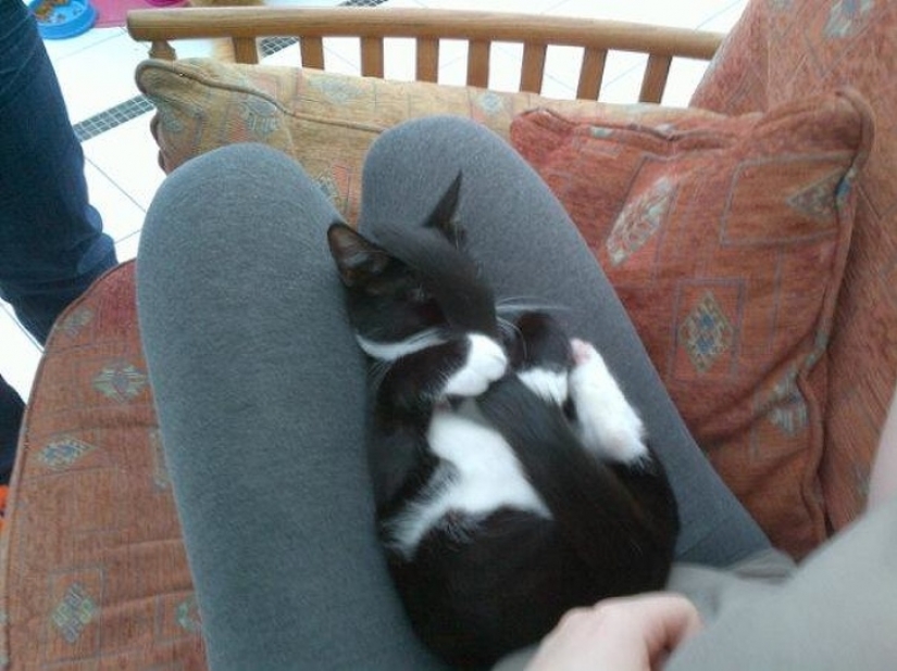 12 pets that are so shy that they make us want to hug them 12 pets that are so shy that they make us want to hug them