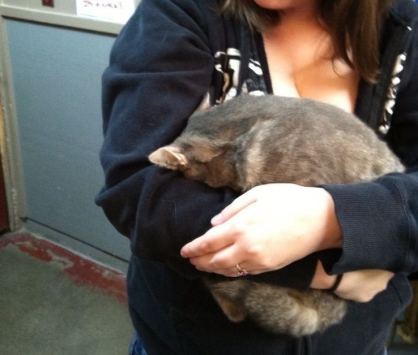 12 pets that are so shy that they make us want to hug them 12 pets that are so shy that they make us want to hug them