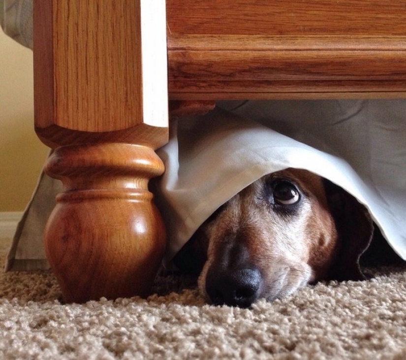 12 pets that are so shy that they make us want to hug them 12 pets that are so shy that they make us want to hug them