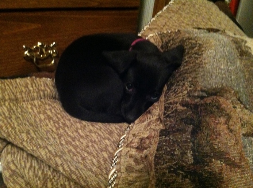 12 pets that are so shy that they make us want to hug them 12 pets that are so shy that they make us want to hug them