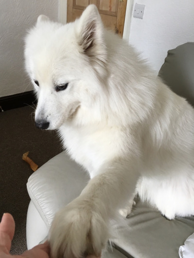 12 pets that are so shy that they make us want to hug them 12 pets that are so shy that they make us want to hug them