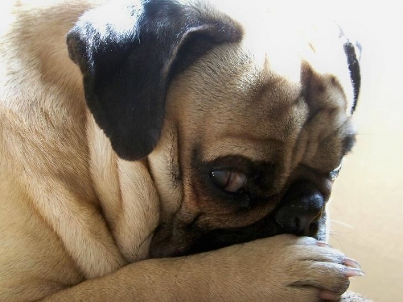 12 pets that are so shy that they make us want to hug them 12 pets that are so shy that they make us want to hug them