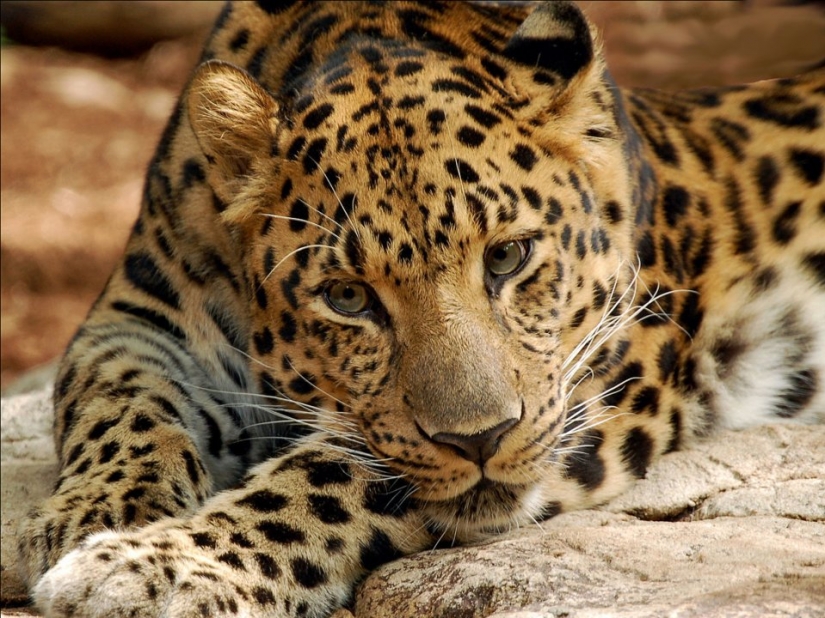 12 señales de que estamos en medio de la sexta extinción masiva