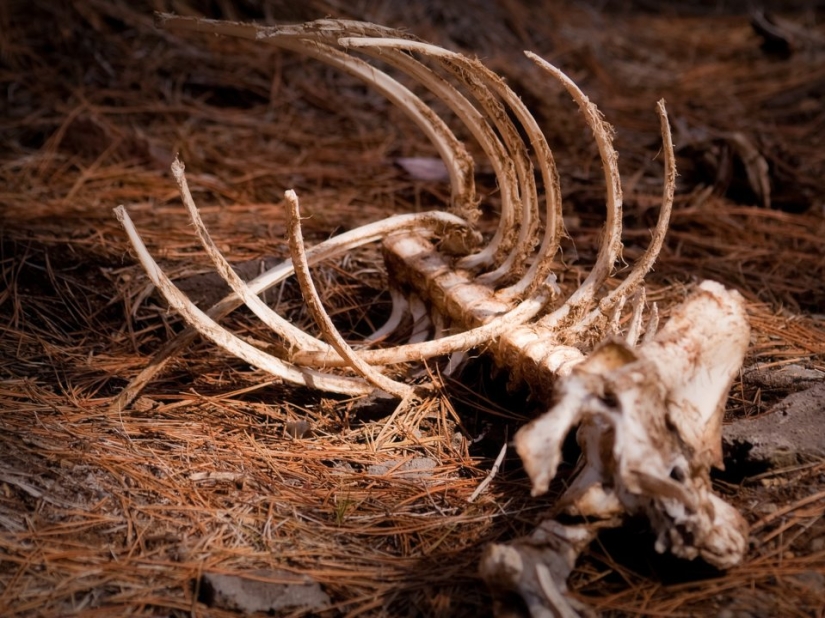 12 signs we're in the middle of the 6th mass extinction