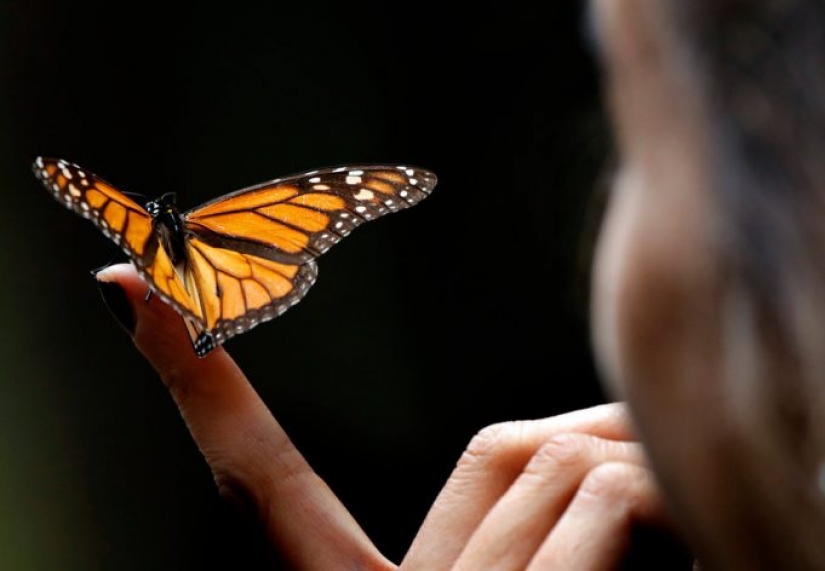 12 signs we're in the middle of the 6th mass extinction